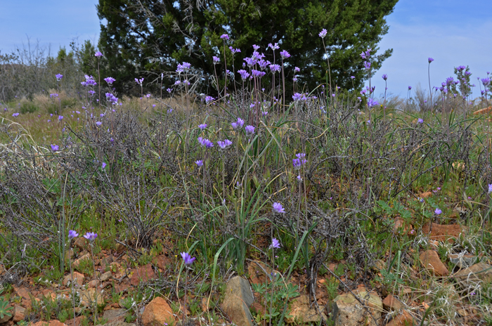 Bluedick prefers open areas, rocky or slopes, open woodlands, desert scrub and grassland. This species is an important food item for western North American indigenous peoples. Dichelostemma capitatum 